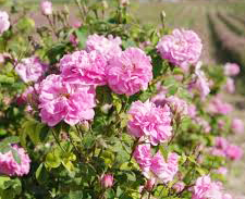 damask-rose-flower