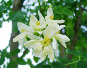 moringa-flower
