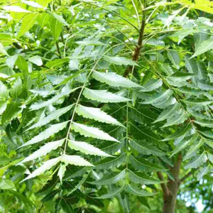 Neem is very helpful in acne and pimples prevention, pigmentation reduction and scar removal.