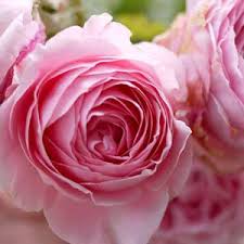 Natural rose toner is enriched with Damask rose
